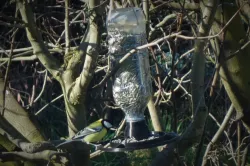 Bird feeder