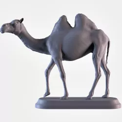 Camel