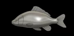 Carp Fish