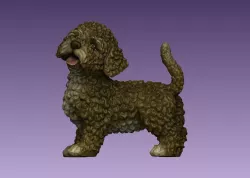 Cockapoo Dog