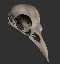 crow skull STL