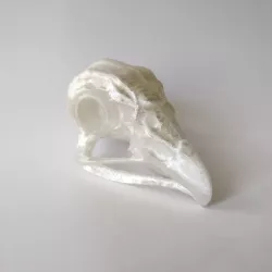 Eagle skull