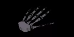 Hand Flexi Skeleton