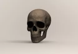 Human skull/skull