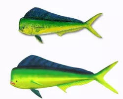 mahi-mahi
