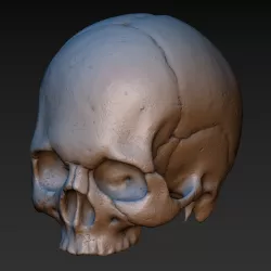 Skull