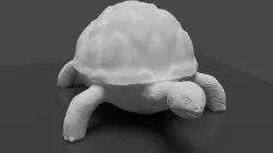 Tortoise