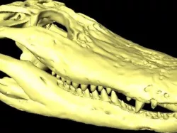 Alligator Skull - 1:4 Scale
