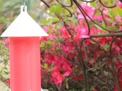 Bird Feeder