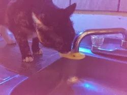 Cat faucet fountain
