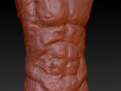 Male Anatomy Sculpt