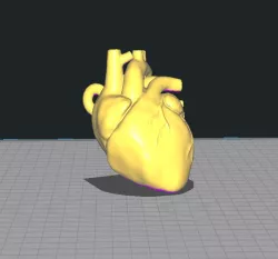 Anatomical Heart Key Ring