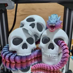 Articulated skull with moving jaw