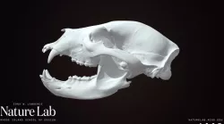 Black Bear Skull