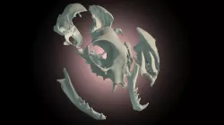 Cat skull dearticulated