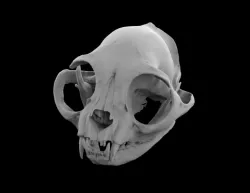 Cat skull