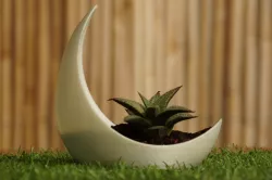 moon flower pot