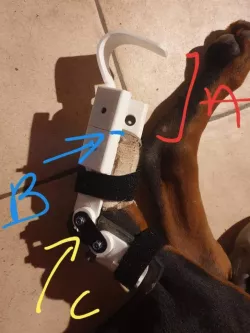 Prothèse de patte pour chien ( prototype) / Paw prosthesis for dogs (prototype)