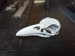 Raven skull
