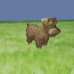 Schnauzer dog