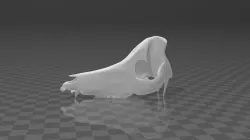Skeleton Pig - Skull - skull