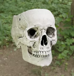 Skull plant pot