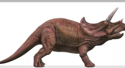 Triceratops