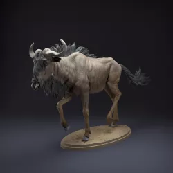 Wildebeest