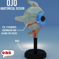3d model eye : anatomical eye + PEDESTAL