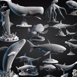 Animals - Ocean Wildlife