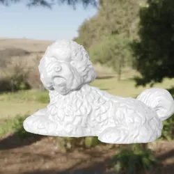 Bichon dog