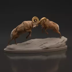 Bighorn Ram Fight