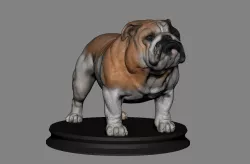 Bulldog English