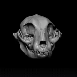 Cat Skull Study