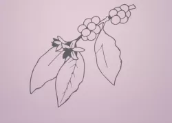 COCOA