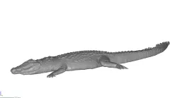 Crocodile