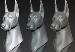 Doberman Portrait