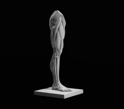 Ecorche Leg