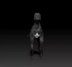 Greyhound - DOG BREED - CANINE -3D PRINT MODEL