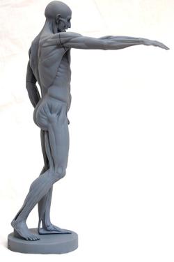 Human Body Stl File human body stl 3D Models | Page 1 | STLFinder