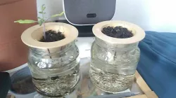 Jar Planter