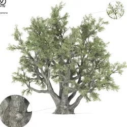 OLD OLIVE TREE