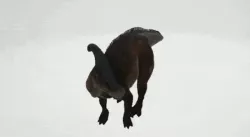 Parasaurolophus Dinosaur Model
