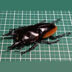 Prosopocoilus Hasterti
