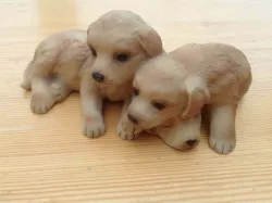 Puppies