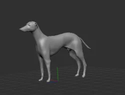Spanish Greyhound