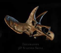 Triceratops skull - Dinosaur