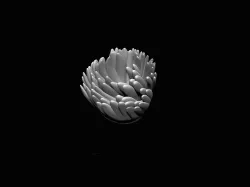 Coral Reef