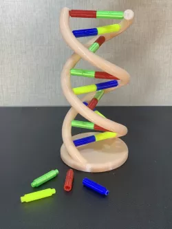 DNA model