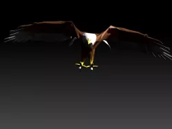 Eagle And Sheep